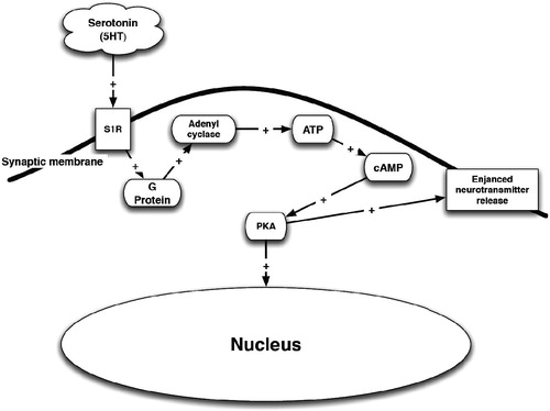 Figure 6. Serotonin (5HT) stimulation of the σ1R. PKA – phosphokinase A; ATP – adenosine triphosphate; cAMP – cyclic adenosine monophosphate; S1R – σ1R.