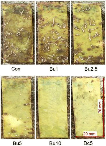 Figure 4. The AF performance of surfaces coated with poly (ε-caprolactone)-based polyurethane mixed with butenolide at different concentrations (1, 2.5, 5 and 10 wt%). Polyurethane coated surfaces either without compounds (Con) or with 5 wt% of DCOIT (Dc) were also included for analyses. The anti-biofilm test was performed in a subtidal environment for 36 days, and then observed by direct imaging.