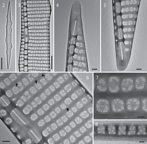 Figures 2–8. TEM photographs of Pseudo-nitzschia plurisecta frustules. Fig. 2. Whole valve; Fig. 3. Detail of the central area; Figs 4, 5. Extremities; Fig. 6. Detail of the central interspace and arrangement of poroids, arrowheads point to poroids with a central sector, in uniseriate striae; Fig. 7. Detail of sectors within poroids; Fig. 8. Detail of poroids in a cingular band. Scale: Fig. 2 = 5 µm; Fig. 3 = 1 µm, Figs 4–6 = 200 nm; Figs 7–8 = 100 nm.