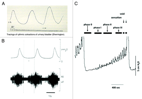 Figure 2. Motor activity and the generation of afferent firing. (A) Illustrates one of the original records of non-voiding motor activity recorded in the cat from where it was first proposed that this activity was associated with afferent firing and the control of micturition. (B) Illustrates confirmation of this concept showing the motor activity in the cat (upper record) with associated bursts of afferent nerve activity (lower record) (reprinted from reference Citation58 with permission). (C) Shows a cystometric record from a conscious rat during bladder filling. Voids can be seen at the beginning and end of the recording. During the filling phase small non-voiding contractions appear, progressively increasing in amplitude and frequency as the bladder fills. The progressive increase in motor activity implies that the intensity of afferent activity is also increasing during filling (reprinted from reference Citation59 with permission).