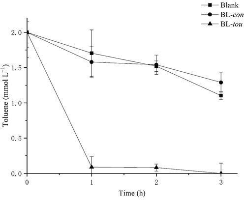 Figure 3. Degradation of toluene by the transformant BL-tou. BL-con was the transformant with empty vector. Blank indicates toluene was added to the medium without any transformant.