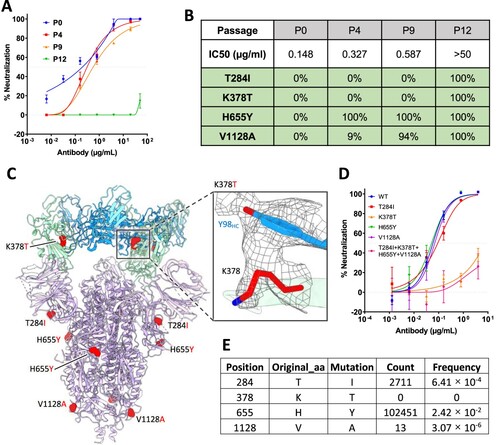 Figure 4. In vitro selection of 2–36 escape viruses. (A) Neutralizing activity of 2–36 against viruses at different passages. (B) Spike mutations found in viruses at different passages (C) Model of 2–36 in complex with the SARS-CoV-2 S trimer highlighting mutations in red. CDR H3 Tyrosine 98 makes van der Waals contacts with RBD residue 378 as shown as electron density map mesh in the subpanel. (D) The selected mutations were introduced into pseudoviruses and then tested for neutralization sensitivity to 2-36. (E) The frequency of the selected mutations in circulating in infected patients (data updated to Oct 13th, 2021).