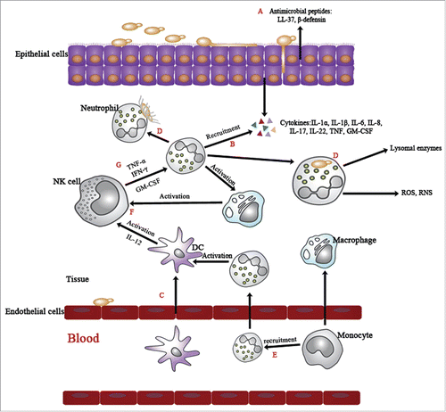 Figure 2. Innate cell response network against C. albicans infection. C. albicans interacts with epithelia by the process: adherence, invasion and cell damage. (A) To clear the invading pathogen, epithelial cells secret antimicrobial agents as the first defending step. In healthy circumstances, PMNs are strictly regulated and controlled by chemokines. (B) Upon Candida infection, the release of several chemoattractants and cytokines recruits PMNs to the site of infection. (C) Immune cells that receive the recruitment signals traverse the endothelial cells to participate in immune defense. (D) The activated PMNs clear the invading pathogen by 2 ways: phagocytosis by forming neutrophil extracellular traps (NETs). (E) They are indispensable for recruiting monocytes and facilitating their differentiation into macrophages. (F) Macrophages and DCs both contribute to the activation of NK cells. (G) Afterwards, the active NK cells can reinforce the immunological function of PMNs through the release of TNF-α, TNF-γ and GM-CSF.