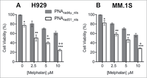 Figure 4. PNA targeting RAD51 inhibits myeloma cell growth and sensitizes MM cells to melphalan in vitro. (A, B) Cell viability of H929 (A) and MM.1S (B) cell lines was measured by WST-1 assay after cells were treated as described in “Materials and Methods.” The data represent mean ± SEM of triplicate samples in each of 3 independent experiments, each considered as a single point (i.e. considering only the biological N of 3). Viability of PNArad4μ_nls was set to 100%, and other treatments expressed relative to that value. *, ** and *** indicate P < 0.05, 0.01 and 0.001, respectively, for the indicated PNArad51_nls bar relative to the corresponding PNArad4μ_nls control, at each melphalan exposure (0, 2.5, 5 or 10 µM) indicated on the x-axis. Significance of synergy was calculated by a 1-tailed, heteroscedastic t test comparing the normalized cell viability obtained with PNArad51_nls plus melphalan (a%) with the product of the survival fractions for each agent administered separately (i.e., comparing a% to d% = b% × c%). + and ++ indicate P < 0.05 and P < 0.01, respectively, for significance of synergy between the observed viability inhibition with the PNArad51_nls plus melphalan combination, relative to the loss of viability expected from the product of their individual survival fractions.