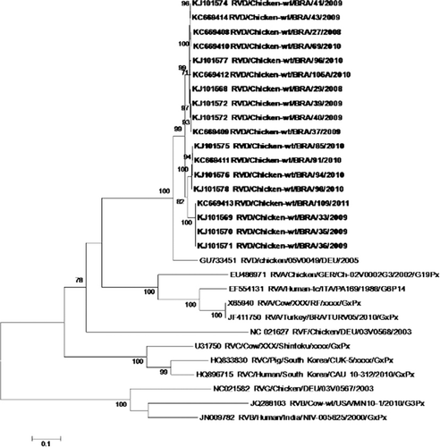 Figure 4. Dendrogram of the partial sequences of the VP7 gene obtained from 18 samples collected in the northern Brazilian state of Pará between 2008 and 2011. The bootstrap values (2000 pseudoreplicates) are given at the respective nodes. The sequences detected in this study are marked in bold.