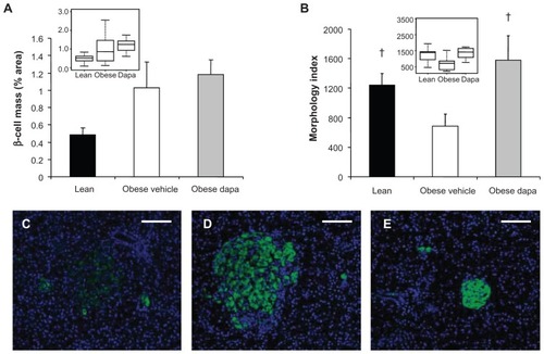 Figure 5 Dapagliflozin treatment of Zucker diabetic fatty rats at the initiation of a high-fat diet (A) did not have a significant effect on β-cell mass and (B) improved islet morphology. Box plots of the same data presented as insets. Representative 10× images of immunofluorescently stained β-cells (anti-insulin, green) and Hoescht-stained nuclei showed (C) poor islet morphology and scattered β-cells in obese, vehicle-treated Zucker diabetic fatty rats compared with (D) improved islet morphology and insulin-staining intensity in dapagliflozin-treated animals. Islet size was increased in these obese, dapagliflozin-treated rats compared with (E) lean Zucker diabetic fatty rats.