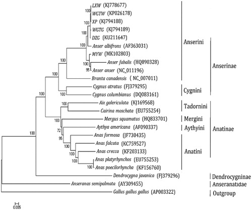 Figure 1. Phylogenetic analysis based on complete mitochondrial genome sequences. An N-J tree was built based on the phylogenetic analysis of 23 Anseriform species’ complete mitochondrial genomes. The mitochondrial genome sequences of the Anseriform species were obtained from the GenBank databases (Accession numbers have marked on the figure). Abbreviation of species indicates LXW: Linxian white goose; WGTW: Wugangtong white goose; XP: Xupu goose; WGTG: Wugangtong grey goose; DZG: Daozhou grey goose; MYW: Mayang white goose.