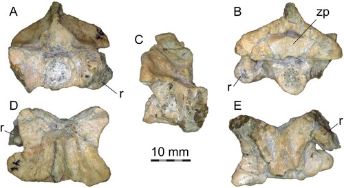 FIGURE 5. PVL 4714-4, middle precloacal vertebra (50th) and articulated left rib fragment. A, anterior view; B, posterior view; C, right lateral view; D, dorsal view, E, ventral view. Abbreviations: r, rib fragment; zp, zygosphene from succeeding vertebra.
