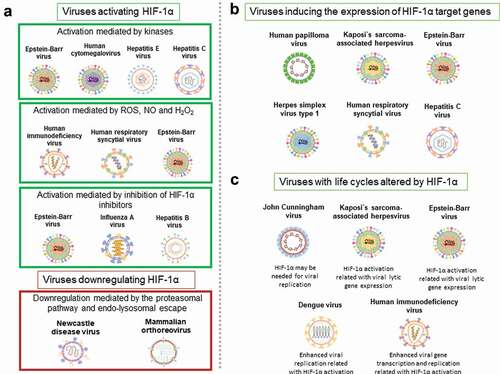 Figure 6. Common features between different viruses and HIF-1α. A