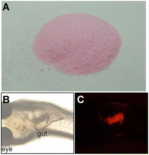 Fig. 2. Fluorescently labeled artificial foods for small fish. A. Observation of the foods. Artificial foods containing a taste substance and a fluorescent dye (DiI) are grinded to a fine powder. B and C. Images of a 20-dpf fish fed the fluorescently labeled food. Bright-field images (B) and fluorescence images (C) are shown. The red fluorescence derived from DiI was detected in the gut.