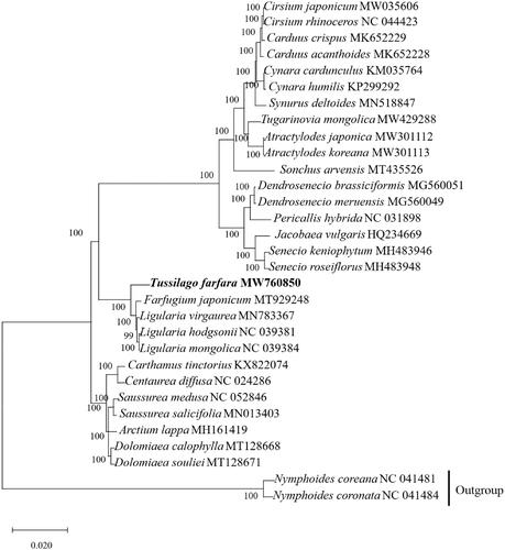 Figure 1. Phylogenetic tree constructed based on 31 species of chloroplast genome sequences. Accession numbers: Cirsium japonicum (MW 035606); Cirsium rhinoceros (NC 044423); Cardus crispus (MK652229); Cardms acanthoides (MK652228); Cynara cardunculus (KM035764); Cynara humilis (KP299292); Symrus deltoides (MN518847); Tugarinovia mongolica (MW429288); Atractylodes japonica (MW301112); Atractylodes koreana (MW301113); Sonchus arvensis (MT435526); Dendrosenecio brassiciformis (MG560051); Dendrosenecio meruensis (MG560049); Pericallis hybrida (NC 031898); Jacobaea vulgaris (HQ234669); Senecio keniophym (MH483946); Senecio roseiflorus (MH483948); Tussilago farfara (MW760850); Farfugium japonicum (MT929248); Ligularia virgaurea (MN783367); Ligularia hodgsonii (NC 039381); Ligularia mongolica (NC 039384); Carthamus tinctorius (KX822074); Centarea diffusa (NC 024286); Saussurea medusa (NC 052846); Saussurea salicifolia (MN013403); Arctium lappa (MH161419); Dolomiaea calophlla (MT128668); Dolomiaea souliei (MT128671); Nymphoides coreana (NC 041481); Nymphoides coronate (NC 041484).