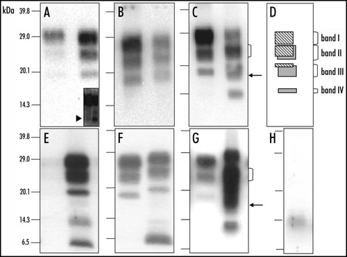 Figure 1 Molecular discrimination of H-type and typical BSE in cattle and in C57Bl/6 infected mice. Western blot detection of PrPres in cattle (A–C) or C57Bl/6 infected mice (E–G), from H-type isolate (right lane in each panel) or typical BSE (left lane in each panel), using 12B2 (A and E), Sha31 (B and F) or SAF84 (C and G) monoclonal antibodies. In each Western blot, typical BSE is shown in the left lane and H-type BSE in the right lane. Brain equivalent quantities loaded per lane were 100 µg (left lanes) and 250 µg (right lanes) for cattle samples and 1.2 mg (left lanes) and 4.8 mg (right lanes) for mouse samples. Inset of (A) shows the N-terminal PrPres fragment (≈7 kDa) in cattle (left lane) and mouse (right lane). (D) Interpretation of the Western blot profile observed with SAF84 monoclonal antibody. (H) Unspecific immunoreactivity of anti-mouse Ig conjugate on samples prepared from normal brain of C57Bl/6 mouse.