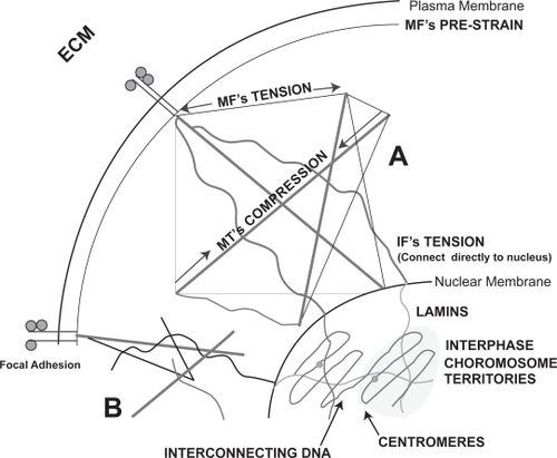 Figure 2 Suggested possible mechanisms for direct mechanotransduction incuding theories of cytoskeletal tensegrity which relys on the interaction of tensile and compressive elements (A) and percolation (B). Cytoskeletal percolation is a simplified form of tensegrity whereby simple integration is required without the rules of tensegrity. The figure shows continuum from the cellular adhesions to the chromosome territories within the nucleus.