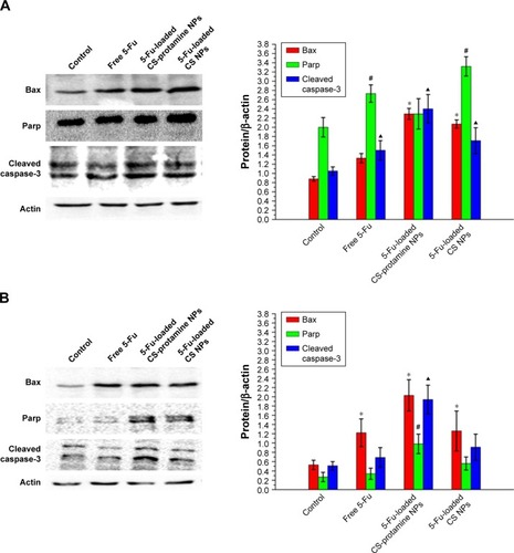 Figure 5 Apoptotic effects of various 5-Fu formulations on A549 cells (A) and HeLa cells (B). Western blot analyses of the expression levels of Bax, Parp, and cleaved caspase-3 proteins in cells after treatments. *P<0.05, vs the Bax protein expression of controlled group; #P<0.05, vs the Parp expression of controlled group; ▲P<0.05, vs the cleaved caspase-3 protein expression of controlled group. Data are presented as mean ± SD (n=3).Abbreviations: CS, chitosan; 5-Fu, fluorouracil; NP, nanoparticle; Parp, poly ADP-ribose polymerase; SD, standard deviation.