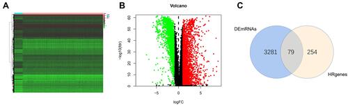 Figure 2 Screening different expressed hypoxia-related genes. (A) Heatmap of significantly different expressed genes (DEGs). (B) Volcano map; green represents down-regulated of genes, and red represents up-regulated of genes. (C) Venn plot.