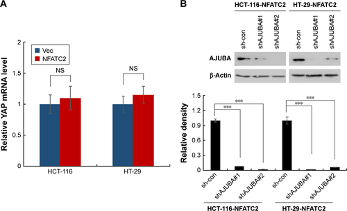 Figure S4 NFATC2 regulates Hippo/YAP signaling pathway through AJUBA. (A) qRT-PCR analysis of YAP in NFATC2-overexpressing HCT-116, HT-29 cells and their control cells. (B) Characterization of AJUBA-knockdown NFATC2-overexpressing HCT-116 and HT-29 cells.