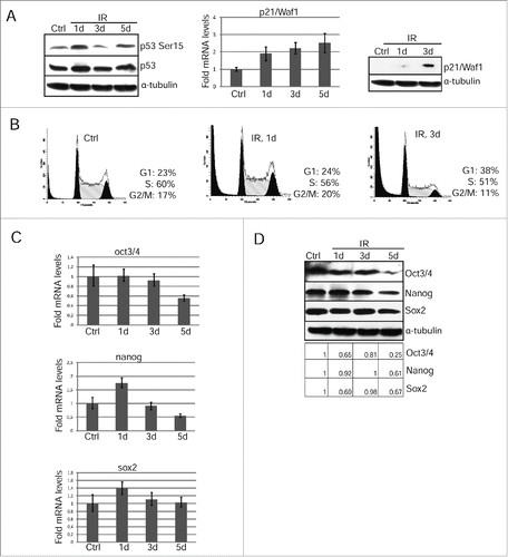 Figure 3. Restoration of G1 checkpoint due to accumulation of p21/Waf1 in irradiated mESCs is accompanied by loss of pluripotency. (A) Western blotting analysis of protein extracts from unirradiated and irradiated mESCs. Blots were stained at 1 and 3 d 3 Gy post-irradiation using antibody to phospho-p53 (Ser15) and total p53 (left panel). The mRNA levels of p21/Waf1 gene was determined by qRT-PCR and standardized by the mRNA levels of gapdh. Data are presented as mean ±SEM, n = 3 (middle panel). Cell lysates from mESCs in the indicated time points were analyzed by Western blotting using antibodies against p21/Waf1 protein (right panel). (B) FACS analysis of cell cycle distribution of unirradiated mESCs and irradiated with 3 Gy. Cells were harvested at 1 and 3 d after irradiation. (C) The mRNA levels of oct3/4, nanog and sox2 genes were determined by qRT-PCR and standardized by the mRNA levels of gapdh. Data are presented as mean ±SEM, n = 3. (D) Western blotting analysis of protein extracts from non-irradiated and irradiated mESCs. Blots were stained 1, 3, 5 d post-irradiation (3 Gy) using antibody to Oct3/4, Nanog and Sox2. A relative densitometry analysis of the Oct3/4, Nanog, Sox2 protein expression (normalized to α-tubulin) was performed using Gel-Pro Analyzer software.