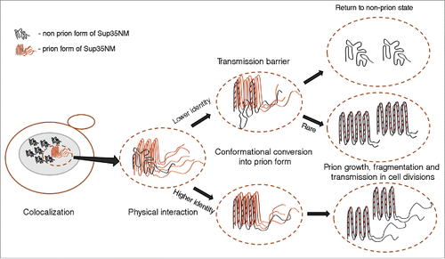 FIGURE 2. Transmission of prion state to a divergent protein. Large ellipse on the left represents yeast cell. Gray area represents the cellular compartment or quality control protein deposit containing aggregating proteins. Dotted ellipse indicates the specific interacting protein molecules that are considered in more detail and at larger magnification in the images to the right. Nonprion form of heterologous Sup35 prion domain protein is represented as unstructured black tangle while prion polymers are shown by light (orange) (pre-existing “donor” prion) or dark (the newly formed heterologous prion) pleated lines demonstrating in-register parallel β-sheet architecture. Short crosscut lines indicate positions of interactions between β-sheets. Prion domains with high identity of amino acid sequences in the regions, corresponding to the cross-β core of a donor protein, can convert each other to prion form with high frequency, while prion proteins with lower identity typically cannot adopt the donor strain conformation and form nonprion aggregates; however, in rare cases, the recipient protein is converted to a prion conformation, that is only partly collinear to the original donor conformation, and partly different from it.