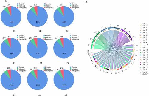 Figure 1. circRNAs in β-TC6 cells treated with palmitic acid and stearic acid. (a) The number and type of circRNAs in the nine samples. (b) Circos plot showing the distribution of circRNAs in the nine samples on mouse chromosomes. C, control group; P, palmitic acid group; S, stearic acid group