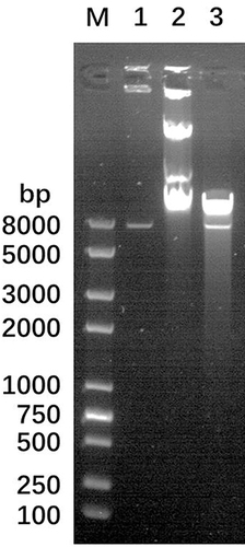 Figure 1 Confirmation of the completion of phagemid construction after digestion of phagemid using PacI enzyme. Lane (M) DNA Ladder, Lane 1: plasmid p0004s-AES, Lane 2: phagemid phAE159-AES, Lane 3: phagemid phAE159-AES after PacI enzyme digestion.