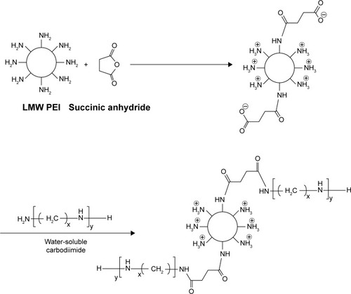 Figure 1 Synthesis of PEI derivatives.Notes: LMW branched PEI (1,800 Da) was initially modified by the conjugation of predominantly primary amines with succinic anhydride. This modification also provided the terminal carboxylate groups to which other LMW PEIs could be grafted in the next step.Abbreviations: LMW, low molecular weight; PEI, polyethylenimine.