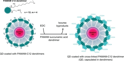 Figure 2 Model structure of quantum dot probes, consisting of CdSe/ZnS quantum dots coated with non-crosslinked PAMAM dendrimers or encapsulated in crosslinked PAMAM dendrimers.Abbreviations: PAMAM, polyamidoamine; EDC, 1-ethyl-3(3-dimethylamino propyl)-carbodiimide; QD, quantum dot.