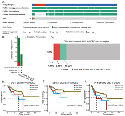 Figure 6 SIM2 gene alterations and its clinical significance. (A) The oncoprint of SIM2 mutations in 2 different UCEC studies. (B) The alteration frequency of SIM2 in different UCEC studies. (C) The copy number variance (CNV) of SIM2 in UCEC by GSCA. (D-F) The correlation of SIM2 CNV and OS (D), DSS (E) and PFS (F) of UCEC patients by GSCA.