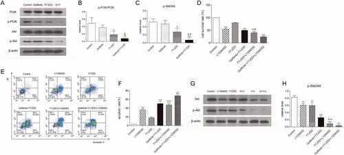 Figure 4. YYJDD reversed gefitinib resistance in H1975 cells via down-regulation of the PI3K/Akt signalling pathway. (A) H1975 cells were treated with gefitinib, YYJDD and combination therapy for 24 h. Then, the protein expressions of PI3K, p-PI3K, Akt and p-Akt were determined by western-blot. β-actin was used as an internal control. (B, C) The relative level of p-PI3K/PI3K (B) and p-Akt/Akt (C) were statistically analysed. (D) H1975 cells were pre-treated with LY294002, and then co-treated with YYJDD and combination therapy for a further 24 h. Cell viability was analysed by MTT assay. (E, F) Cell apoptosis was detected by flow cytometry. The apoptotic rate was calculated. X-axis: the level of Annexin-V FITC fluorescence; Y-axis: the PI fluorescence. (G) The protein expressions of Akt and p-Akt were determined by western-blot. β-actin was used as an internal control. (H) The relative level of p-Akt/Akt was statistically analysed. Data were presented as mean ± SD of three independent tests. *p < 0.05, **p < 0.01 and ***p < 0.001 versus control; ▲p < 0.05, ▲▲p < 0.01 versus gefitinib group; ▼▼▼p < 0.001 versus YYJDD; △△p < 0.01, △△△p < 0.001 versus gefitinib plus YYJDD. G: Gefitinib; Y: YYJDD; L: LY294002.