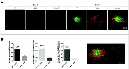 Figure 2. P2RX7-dependent LP formation is linked to autophagy induction in Dmdmdx myoblasts. (A) Representative images showing P2RX7-dependent increases in Lucifer Yellow uptake (LY, green) and autophagy induction (LC3 aggregation, red) in Dmdmdx myoblasts exposed to 1 mM BzATP. LY uptake was observed in cells displaying high levels of autophagy, where dye colocalized with LC3 immunofluorescence in distinct clusters. (B) ImageJ quantification of LC3 clusters number, size, and density in LY-positive and LY-negative cells using 3D compilations of z-stacked confocal images, with an example image shown. Mean +/- SE, n = 10, P = 0.0001***.