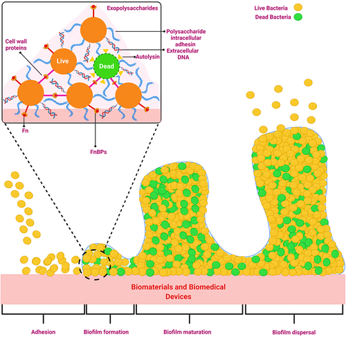 Figure 3 Transitions in the development of a biofilm.