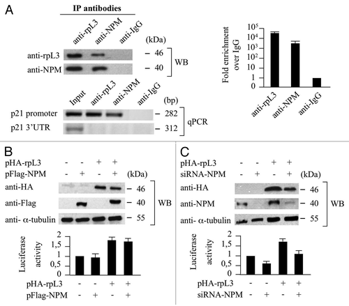 Figure 3. Role of NPM in the rpL3-mediated p21 gene transcriptional transactivation. (A) Analysis of the interaction between NPM and rpL3 on p21 gene promoter. Protein samples from DNA-rpL3, DNA-NPM or DNA-IgG immunocomplexes were analyzed through WB assay with antibodies against the indicated proteins. Note the absence of signal in IgG immunocomplex. The same DNA-immunoprecipitates were subjected to quantitative PCR (qPCR) with primers specific for the proximal region of p21 gene promoter or control loci. (B) Effect of NPM overexpression on rpL3-mediated p21 gene promoter activity. Protein extracts from Calu-6 cells transiently transfected with pWWP alone or cotrasfected with pWWP, and the plasmids expressing the recombinant Flag-NPM (pFlag-NPM), with or without pHA-rpL3, were analyzed by WB assay with antibodies directed against the HA and Flag tags. Loading in the gel lanes was controlled by detection of α-tubulin protein. The relative luciferase activity, normalized against Renilla Luciferase (pRL) activity, in the same samples was detected. (C) Effects of RNAi-mediated depletion of NPM on rpL3-mediated p21 gene promoter activity. Protein extracts from Calu-6 cells transiently transfected with pWWP alone or cotrasfected with pWWP and siRNA directed against endogenous NPM mRNA (siRNA-NPM) in presence or absence of pHA-rpL3 were analyzed by WB assay with antibodies directed against the HA tag and NPM. Loading in the gel lanes was controlled by detection of α-tubulin protein. The relative luciferase activity, normalized against Renilla Luciferase (pRL) activity, in the same samples was detected.