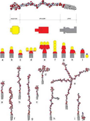 Figure 3. Schematic representation of different Kode function-spacer-lipid (FSL) construct presentations of functional heads. Upper image shows a generic Kode construct based on a carboxymethylglycine spacer linked to a DOPE lipid tail. The ‘building block toy figure’ representations beneath show a yellow head representative of a single type of functional head, the red body represents a spacer, and the grey legs represent a lipid tail. The 9 structures shown at the bottom of the figure are space-filling molecular models of the building block toy figures with each having the same tetrasaccharide blood group A functional head except model f which has an (8-mer) hyaluronic acid functional head. Variation representations shown are (a) short 1 nm adipate spacer, (b) CMG 7 nm spacer, (c) sterol lipid instead of DOPE, (d) clustered head, (e) trimeric CMG spacer, (f) linear repeating functional heads, (g) double CMG spacer and (h) functionalized CMG spacer where the spacer can undertake a secondary function, in this example, the fluorophore BODIPY is attached, (i) secondarily attached functional head, which is this case uses click coupling chemistry. Figure copyright of Kode Biotech and reproduced and adapted with permission.