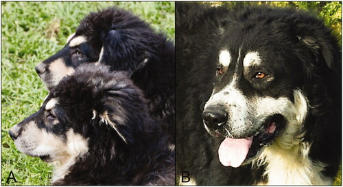 Figure 4. Ideal head of Mannara dogs, with the typical ‘cannon’ shape. Photos by courtesy of the breeders.