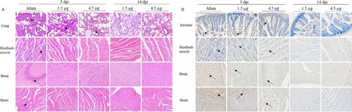 Figure 5. Histopathologic and IHC analyses of tissues from immunized-challenged Kunming mice. Histological (A) and IHC (B) of various tissues from immunized-challenged Kunming mice were analyzed. Immunized Kunming mice were i.p. inoculated with a lethal dose (3.46 × 107 CCID50/mouse) of CV-A6-R10. The Alum-only groups were euthanized immediately following death on 3 dpi, and mice in the vaccinated groups were euthanized at 3 dpi and 14 dpi. Sections from lung, muscle, brain and heart tissues were stained with hematoxylin to detect pathological changes. Viral proteins were detected in IHC assays with an anti-CV-A6 whole virus polyclonal antibody as the primary antibody. Original magnification, × 200. Images shown are representative of two Kunming mice in each group. Black arrowheads indicated representative inflammatory cell infiltration (A) and expression of viral antigen (B).