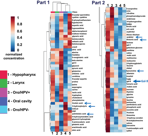 Figure 4. Supervised heatmap showing relative concentrations of metabolites and selected proteins in connection with tumor/disease categories. This heatmap was generated using the “heatmap” function of the MetaboAnalyst software. The color scale is a function of the relative concentration of each biomolecule (m/z peak areas for metabolites and pg/ml or ng/ml for proteins). It was assessed according to the positive or negative distance from the mean concentration recorded for each analyte in the 83 sample series. For better view and reading, the heatmap was split in two parts. “Oro” stands for oropharyngeal carcinomas. Overall, according to Anova statistical analysis, none of the metabolites on this map showed a significant difference of distribution between the 5 disease categories. However, it is noteworthy that a large number of metabolites (38/87) were at higher relative concentrations in plasma samples related to hypopharyngeal carcinomas. Most components of cluster E identified in Figure 4, especially one protein (gal-9; bold blue arrow) and several metabolites (kynurenine, arabitol, threonic acid; thin blue arrows, part 2)) were abundant in samples from hypopharyngeal carcinomas. In contrast, three components of cluster D (Figure 4) – linoleic, palmitoleic and 3-hydroxybutyric acid (thin blue arrows; part 1) – were abundant in samples from carcinomas of the oral cavity.