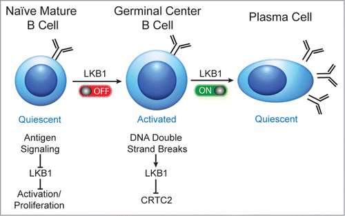 Figure 1. Proposed model in which LKB1 acts as an on/off switch to sequentially activate and inactivate B cells during a T cell dependent humoral immune response. In mature naïve B cells, LKB1 is active. Antigenic stimulation is proposed to inactivate LKB1, enabling cellular activation and the differentiation of highly proliferative GC B cells. To exit a GC, DNA double strand breaks during IG class switch recombination activate LKB1 to inactivate CRTC2 and promote the terminal differentiation of GC B cells into quiescent plasma cells.