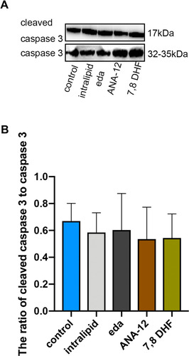 Figure 2 Intralipid, edaravone, ANA-12 and 7,8-DHF did not increase expression of cleaved caspase-3 in the hippocampus of P7 rats. (A) Representative Western blot of cleaved caspase-3; (B) quantitative analysis of cleaved caspase-3 in the hippocampus 6 hours. Results were the mean ±SD.