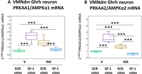 Figure 4. SF-1 gene knockdown effects on VMNdm ghrh nerve cell PRKAA1/AMPKα1 and PRKAA2/AMPKα2 gene expression in Eu- versus hypoglycemic male rats. Data depict mean normalized PRKAA1/AMPKα1 (A) and PRKAA2/AMPKα2 (B) mRNA values for VMNdm ghrh neurons collected after SCR siRNA/V (n = 12); SF-1 siRNA/V (n = 12); SCR siRNA/INS (n = 12); or SF-1 siRNA/INS (n = 12) treatment. Normalized mRNA data were analyzed by two-way ANOVA and Student-Neuman-keuls post-hoc test, using GraphPad prism, vol. 8 software. Statistical differences between discrete pairs of treatment groups are denoted as follows: *p < 0.05; **p < 0.01; ***p < 0.001.