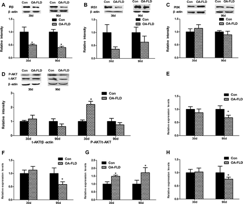 Fig. 3. The molecular expressions related to insulin signaling exhibited a more substantial decrease at 90 days than that at 30 days in the NAFLD group. The protein expressions of (A) IRβ, (B) IRS1, (C) PI3 K-p85, and (D) AKT and the phosphorylation level of AKT involved in the liver insulin signaling pathway were analyzed by Western blotting. The corresponding gene expression levels of (E) IRS1, (F) IRS2, (G) PI3 K, and (H) AKT2 were measured by qRT-PCR.