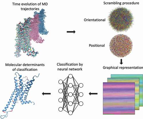 Figure 7. ANNs for Classification. ANNs used for classification of GPCRs based on differences in a bound agonist. The geometric coordinates are first encoded into the RGB code to generate a two-dimensional image. Using a convolutional neural network architecture, the map between the image and the corresponding level is learnt. Sensitivity analysis is used to retrace the pixels in the image and then from them the corresponding residues that are mainly responsible for the classification task. Figure adapted from Plante et al. [Citation98].