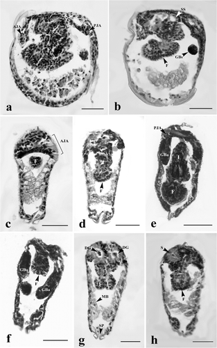 Figure 5. Glochidia of H. bialatus at day 8 showing sagittal sections (a and b) and cross-sections (c–h). AJA, anterior juvenile adductor; DG, digestive gland; F, foot; GBa, gill bar; I, intestine; MB, mushroom body; PJA, posterior juvenile adductor; S, stomach; Sp, spines; and SS, style sac. Bars = 25 µm.