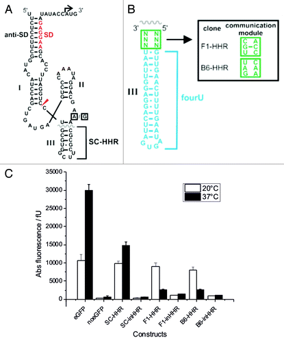 Figure 2. Characteristics of functional temperature-responsive ribozyme switches. (A) Sequence and secondary structure of the parental, constitutively active construct SC-HHR containing a stable, short stem-loop in position III of the HHR. The boxed nucleotides in the catalytic core mark the position of the inactivating point mutation (A→G). (B) Sequence of the fourU hairpin attached to stem III of the HHR, boxed square, randomized positions for the screening procedure. Inset shows screened sequences of communication modules of the two temperature-responsive clones F1-HHR and B6-HHR. (C) In vivo expression levels of various HHR constructs controlling the eGFP gene in E. coli: white bars, 20°C; black bars, 37°C. inHHRs represent catalytically inactive variants generated by the point mutation marked by boxed nucleotides in 2A.