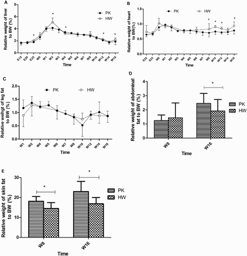 Figure 2. Comparison of relative organ and fat tissue weights to body weight of the PK and HW ducks. The relative weight was calculated based on the percentage of organ and fat tissue weights in relation to the body weight. For all items at weeks 8 and 16, n = 30, and for other time points, n = 6. (A) Relative weight of the liver; (B) relative weight of the heart; (C) relative weight of the leg fat tissues; (D) relative weight of the abdominal fat tissues; (E) relative weight of the subcutaneous fat tissues. *Significance level of p < .05.