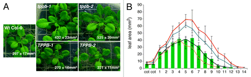 Figure 2. Shoot phenotype of Wt Col-0 and TPPB mutant plants grown for 21 d on MS culture plates. (A) Rosettes of tppb-1 and tppb-2 mutants are significantly bigger than Wt Col-0 rosettes, at p < 0.001 (Student’s t-test, n = 6–10). In opposite, TPPB-1 and TPPB-2 overexpressors display significantly smaller rosettes compared with Wt Col-0, at p < 0.05 (Student’s t-test, n = 6–10). Numbers indicate the total leaf size ± SD (B) Area of the individual rosette leaves shown in (A): Wt Col-0 (green bars), tppb-1 (blue line), tppb-2 (red line), TPPB-1 (black line) and TPPB-2 (orange line). Error bars represent averages ± SD (n = 6–10).