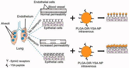 Figure 1. Schematic representation of ephrin type-A receptor 2 (EphA2) expression dependent uptake of YSA functionalized nanoparticles. Bleomycin increases the expression of EphA2 surface receptors, which may increase the localization and/or uptake of YSA functionalized nanoparticles. Increased vascular permeability and increased epithelial cell expression of EphA2 in bleomycin injured lungs was previously reported by Carpenter et al. [Citation9].