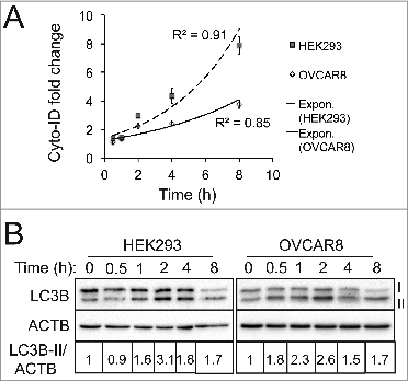 Figure 7. The Cyto-ID assay yielded a more reliable quantification of autophagic compartments. (A) PP242-induced autophagy at different time points assessed by the Cyto-ID assay. HEK293 or OVCAR8 cells were treated with PP242 (4 or 10 μM, respectively) at the indicated time points. (B) PP242-induced autophagy at different time points analyzed by the LC3B immunoblotting assay. All experiments were repeated 3 times and error bars depict means ± s.d.