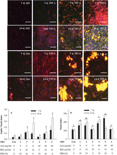 Figure 3. Nile red staining of lipids in adipocytes after 2 d in induction medium followed by 7 d or 14 d of incubation in various adipocyte differentiation media. Nile red was imaged at (excitation/emission) 515 nm/590 nm for total lipids (coded to red) and 475 nm/570 nm (emission) for non-polar lipids (coded to green). The green-red overlay results in bright yellow colour for lipid droplets. Nuclei were stained with DAPI and imaged at 358 nm/461 nm (emission). Scale bar = 100 µm (20× objective). The graph A shows quantification of non-polar lipids (475 nm/570 nm) relative to DAPI fluorescence (358 nm/461 nm) for three independent experiments with two replicates while graph B shows corresponding DAPI fluorescence. The data symbolize means ± SEM. a,bMean values with different superscripts are significantly different (P < 0.05). TRT, treatment; Con, negative control; AsA, ascorbic acid; BSL, bovine serum lipids; FBS, foetal bovine serum