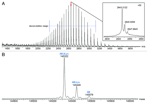 Figure 2.(A) Raw and (B) MaxEnt1 deconvoluted mass spectra of Hetero-AB.
