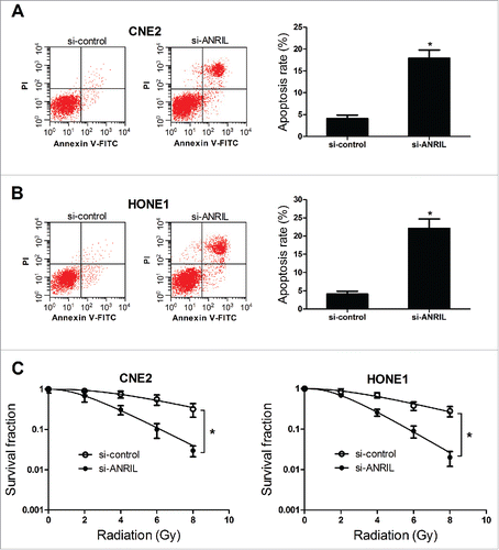 Figure 4. ANRIL downregulation induces apoptosis, and enhances radiosensitivity in NPC cell lines CNE2 and HONE1. CNE2 and HONE1 cells were transfected with si-control or si-ANRIL. (A and B) Cell apoptosis was determined by flow cytometry analysis at 48 h after transfection in CNE2 and HONE1 cells. (C) The colony survival was determined by clonogenic assay in CNE2 and HONE1 cells treated with IR (0, 2, 4, 6 and 8 Gy). *P < 0.05 vs. si-control.