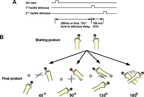 FIGURE 1. (A) Temporal order judgment (TOJ) task. We instructed participants to move as soon as they were given an auditory cue to one of four different sets of targets. An auditory cue to move was given 250 ms prior to, or coincident with, the first stimulus prior to the first hand stimulated. Tactile stimuli were applied 100 ms apart. Participants were instructed to move their hands to the targets as soon as they heard the tone, and then indicate verbally which hand was stimulated first. (B) Schema of arm configurations while performing TOJ. Participants were instructed to move to a specific target that would place their arms 45°, 90°, 135°, and 180° rotated from the starting position. Target location was held constant within each block.
